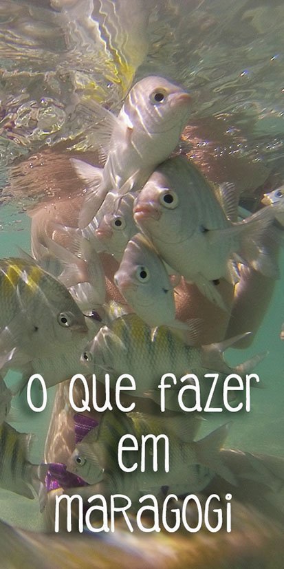 o-que-fazer-em-maragogi-pinterest